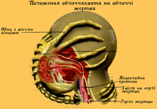Файл:Ксеноморф Лицехват02.png