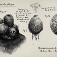 Puff Spores Xenopedia Fandom