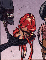 Xenomorph hybrid foetus
