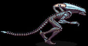 Aarachnoid