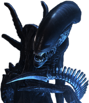 Xenomorph No Background