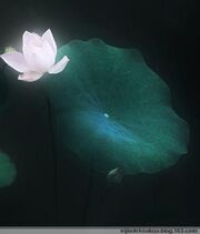 月下静荷