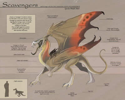 Scavenger-SpeciesSheet