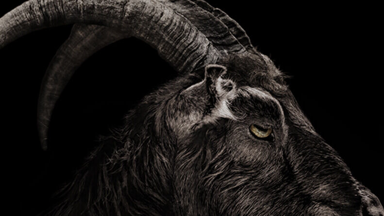 thewitch_goat