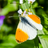 Butterflyskies's avatar