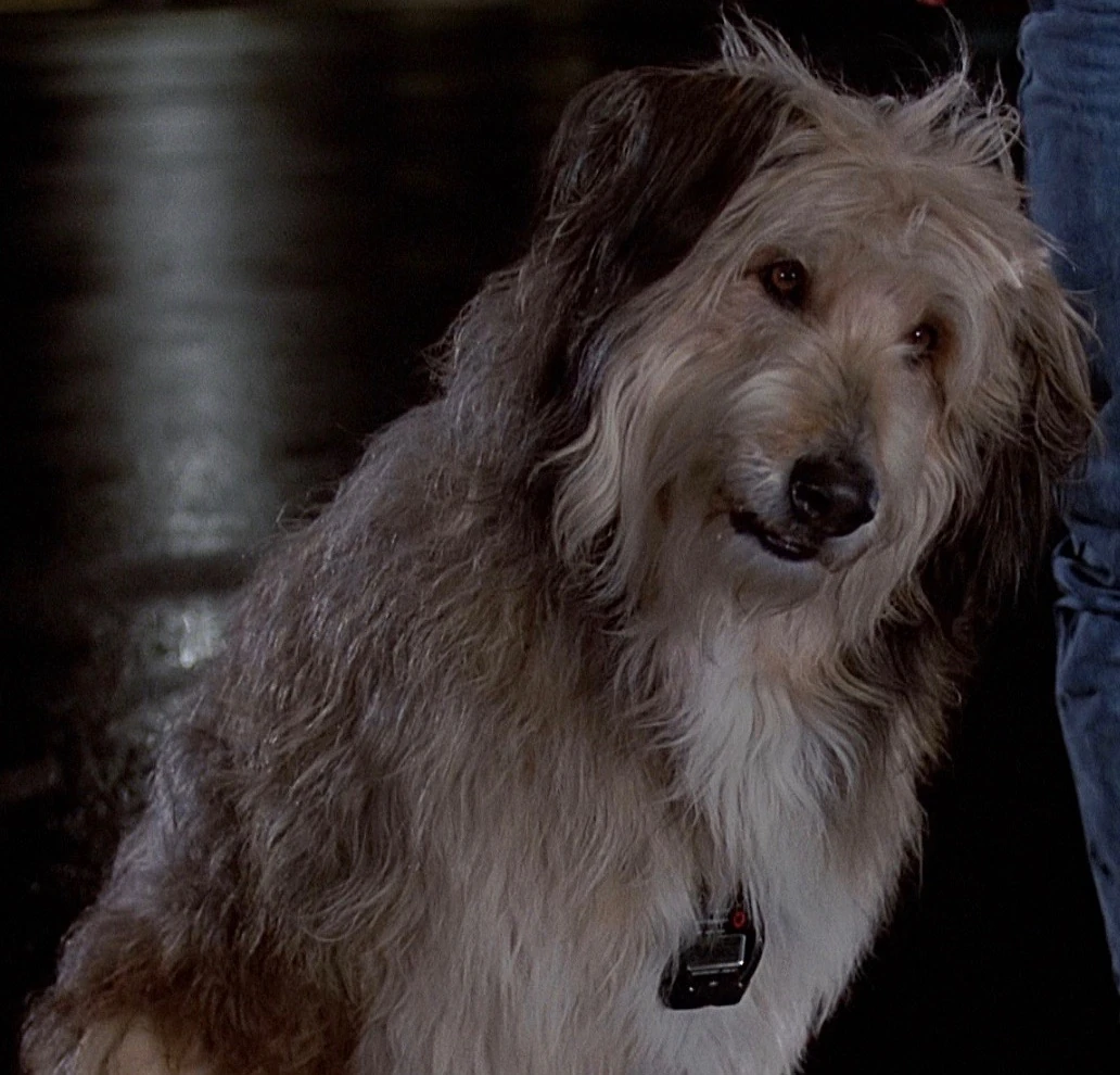 Einstein Back To The Future 1985 Movie Wikia Fandom