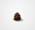 Pinecone