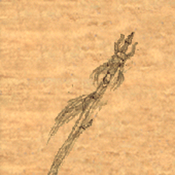Wand Of Apprenti Baldur S Gate Wiki Fandom