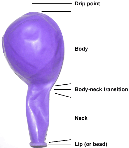 File:Anatomy.gif
