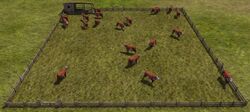 Cow