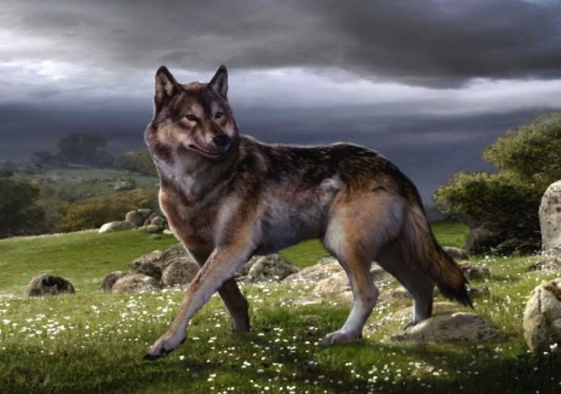 dire wolf clan barbarus wiki fandom powered by wikia