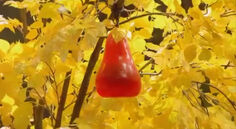 Barney pear