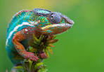Chameleon