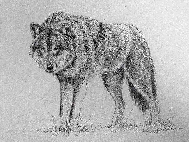 Loup | Wiki Barovia | FANDOM powered by Wikia