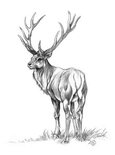 Cerf Wiki Barovia Cerf