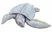 220px-Archelon1DB