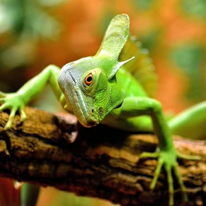 Galeria:Lagarto Basilisco | Batalhas Animais Wiki | Fandom