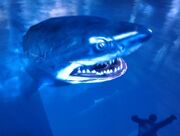 ArkhamShark