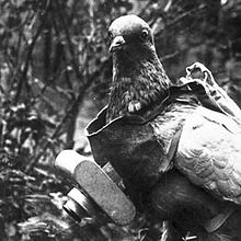 Camera Pigeon IRL