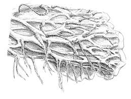 Images1