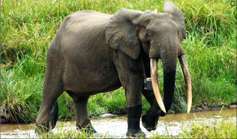 African Forest Elephant | BBC Animals Wiki | Fandom