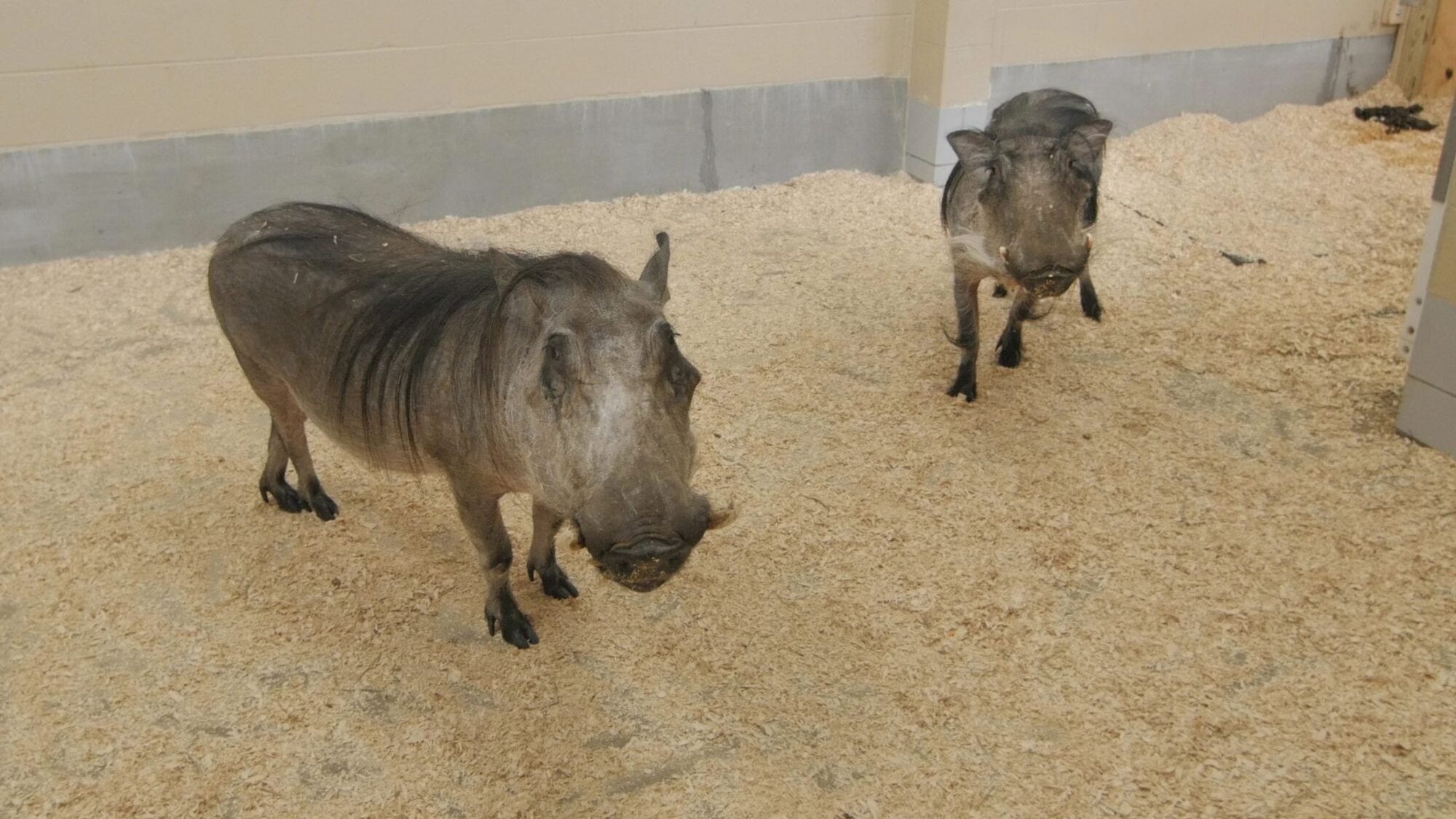 Warthog | BBC Animals Wiki | Fandom