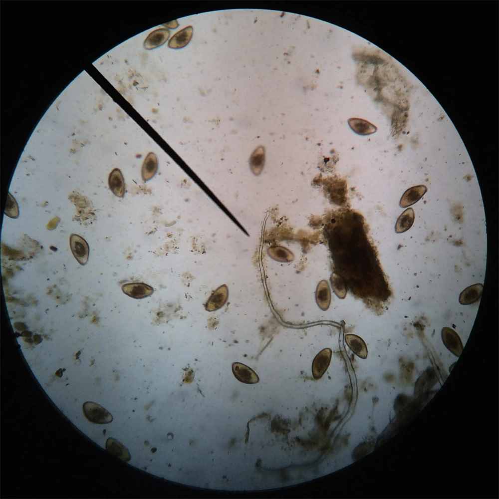 Parasites Bearded Dragons Wiki Fandom