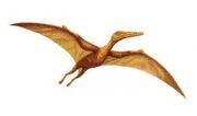 Ardeadactylus