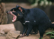 Tasmanian-devil-glutton