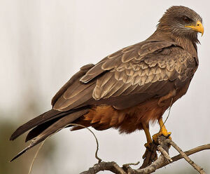 Yellow-billed Kite