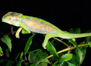 Chameleon