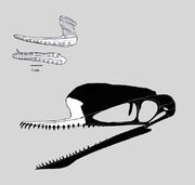 Normannognathus