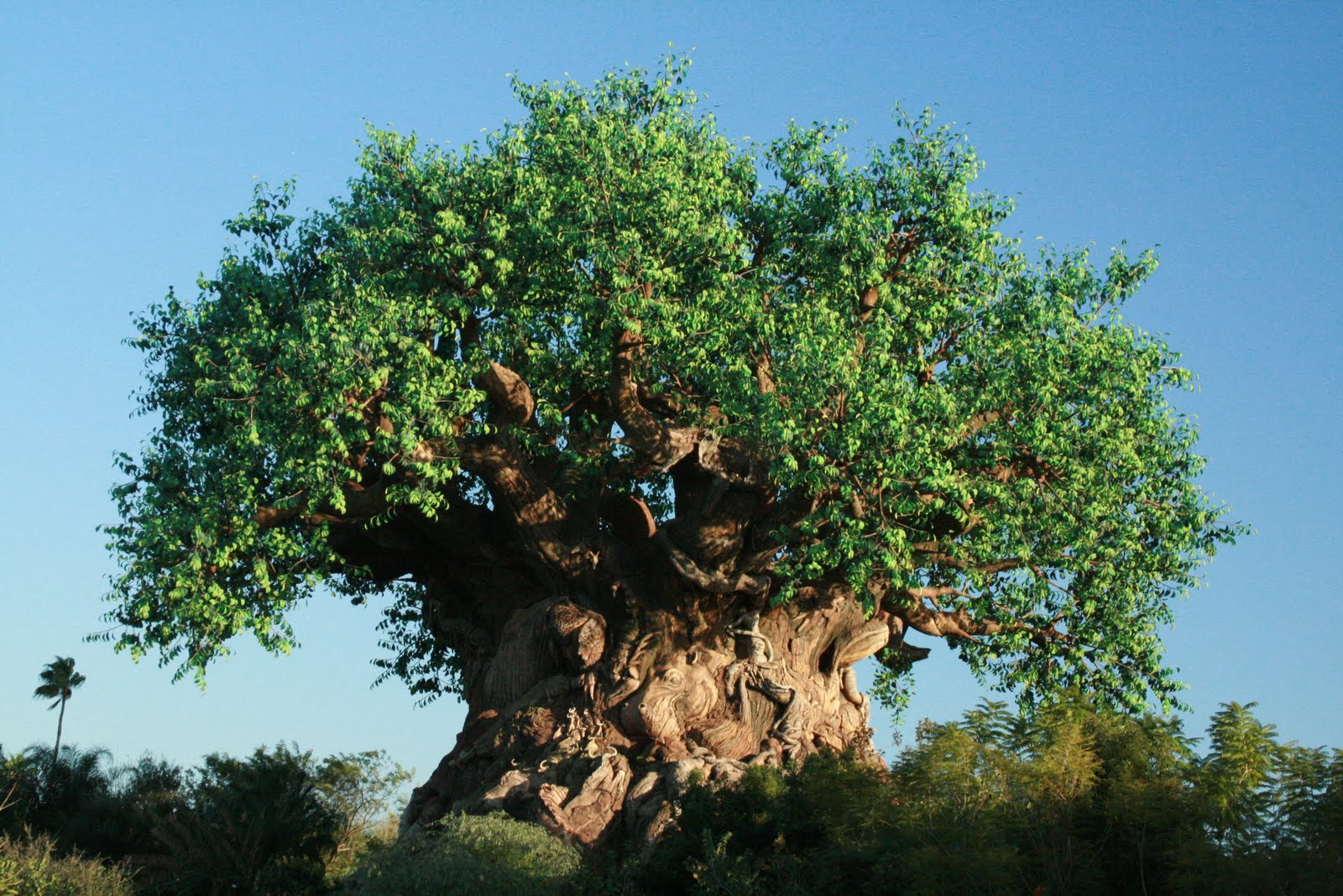 Free Free 83 Disney Animal Kingdom Tree Of Life Svg SVG PNG EPS DXF File