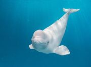 Beluga Whale