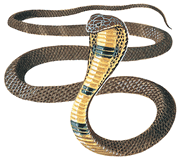 Cobra
