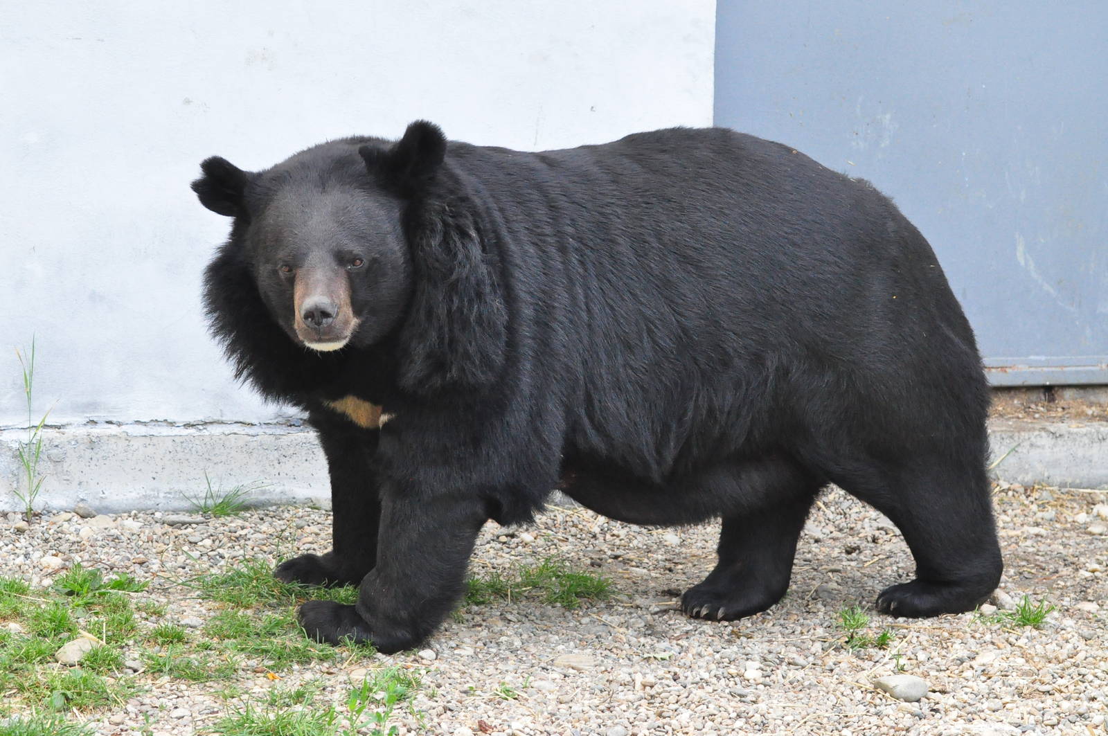 black bear beast wars transformers wiki fandom powered by wikia