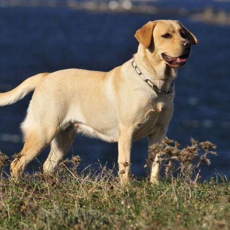 Labrador Dog Beast Wars Transformers Wiki Fandom