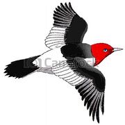 Cscircuit