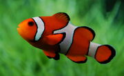 Amphiprion ocellaris