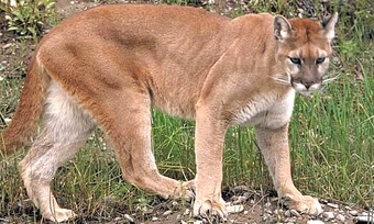 puma wiki