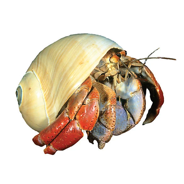 Hermit Crab Beast Wars Transformers Wiki Fandom