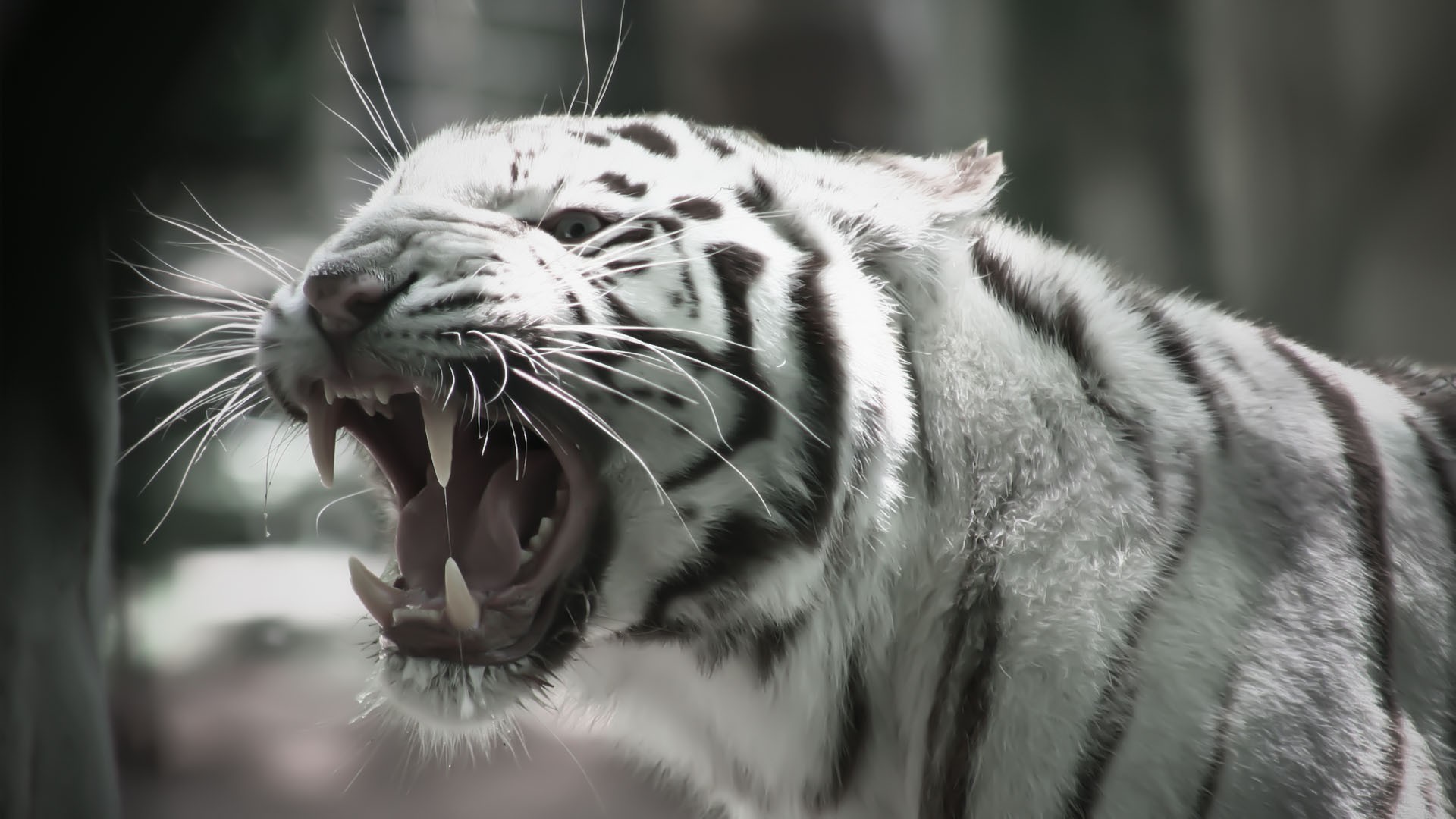 image roaring white tiger animal hd wallpaper 1920x1080 6590 jpg