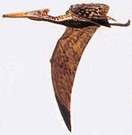 Ctenochasmatoidea