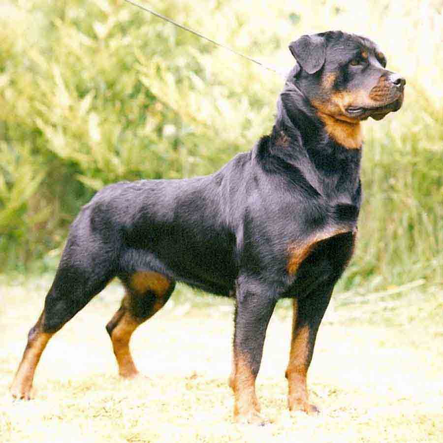 rottweiler-dog-beast-wars-transformers-wiki-fandom