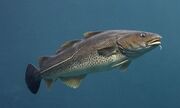 275030cda028b026e9af9d1944af4730--atlantic-cod-cod-fish