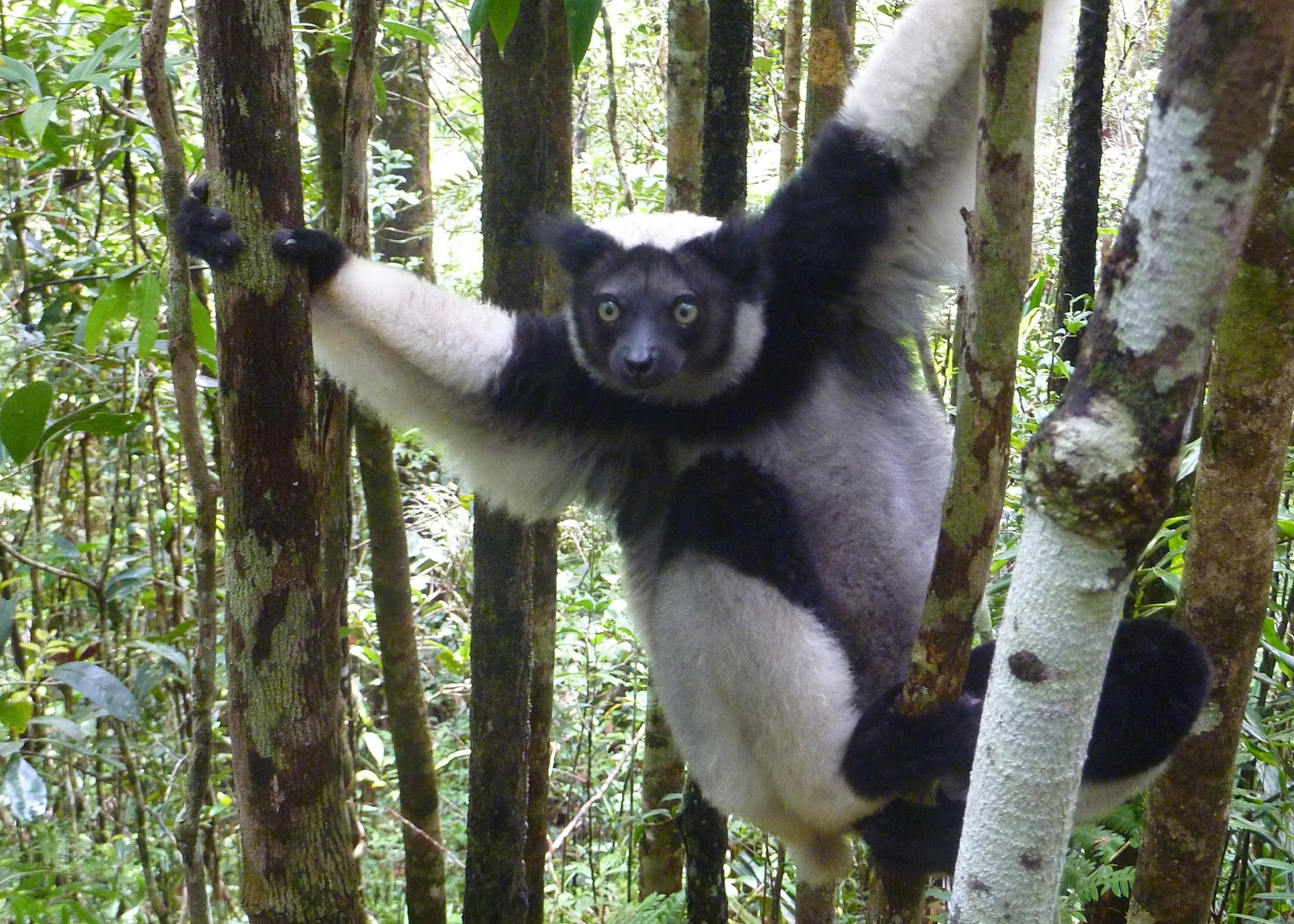 Image result for indri
