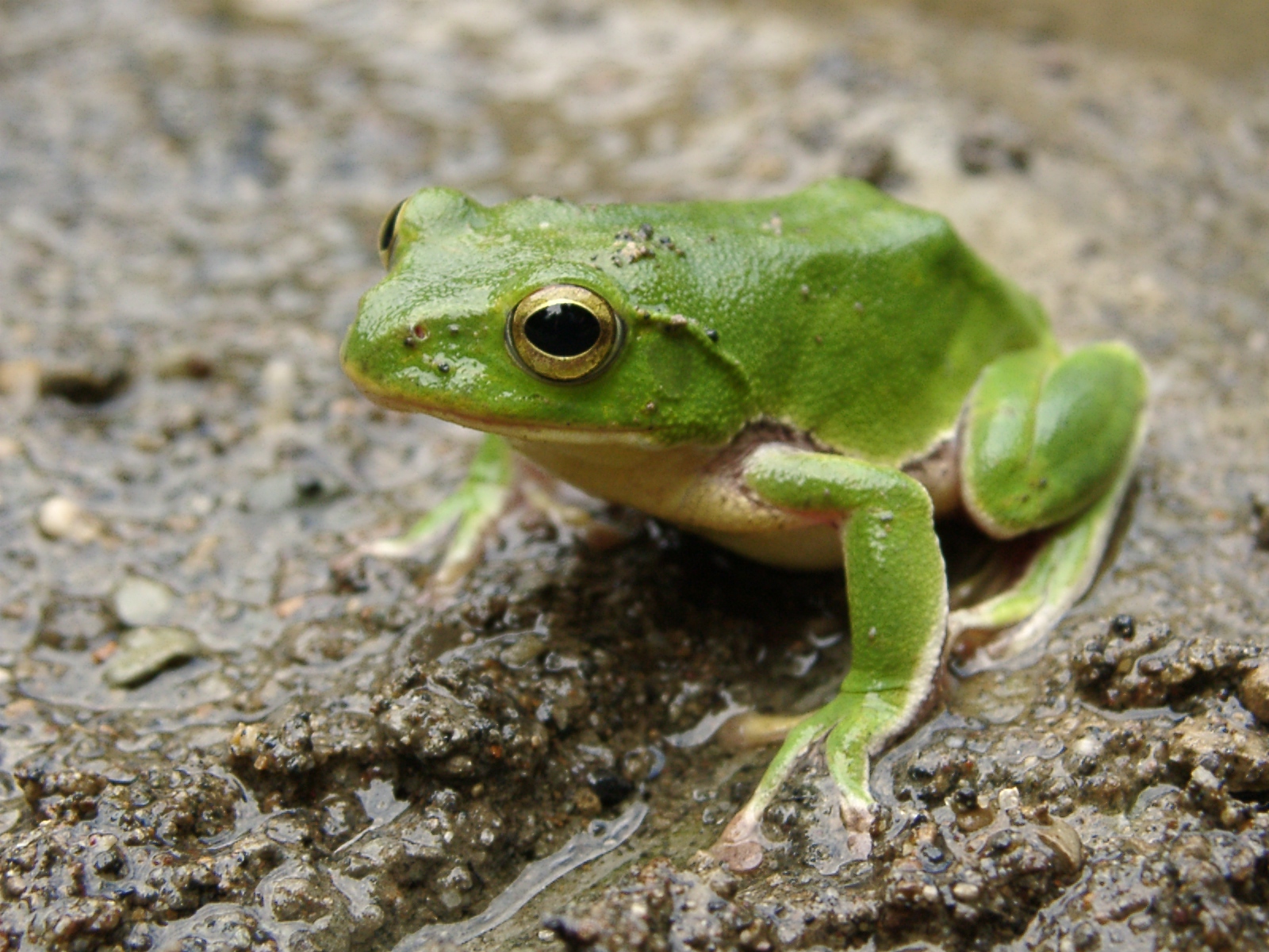 Image - Green-frog.jpg | Beast Wars Transformers Wiki | FANDOM powered