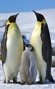 Aptenodytes forsteri -Snow Hill Island, Antarctica -adults and juvenile-8
