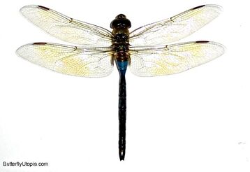 036 dragonfly