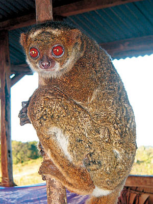 Southern Woolly Lemur Beast Wars Transformers Wiki Fandom
